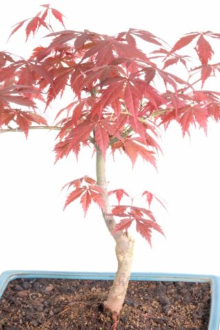 Acer palamtum deshojo is highly regarded in the bonsai world