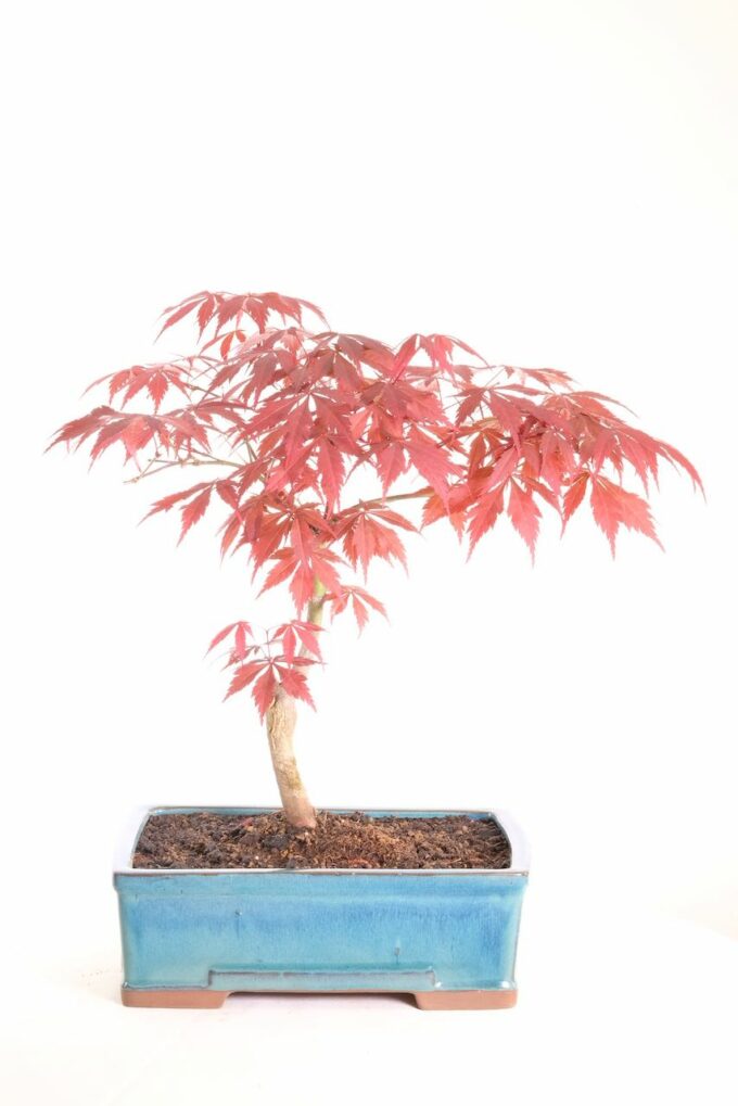 Large Japanese Red Maple for sale