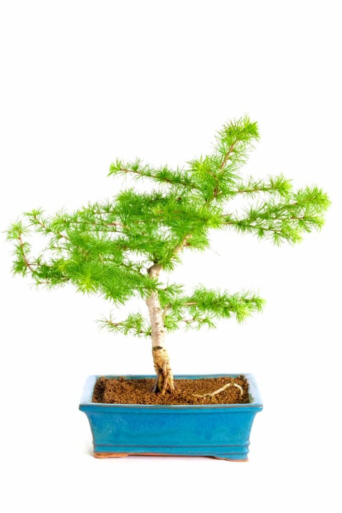 Pre trained Larch bonsai for sale