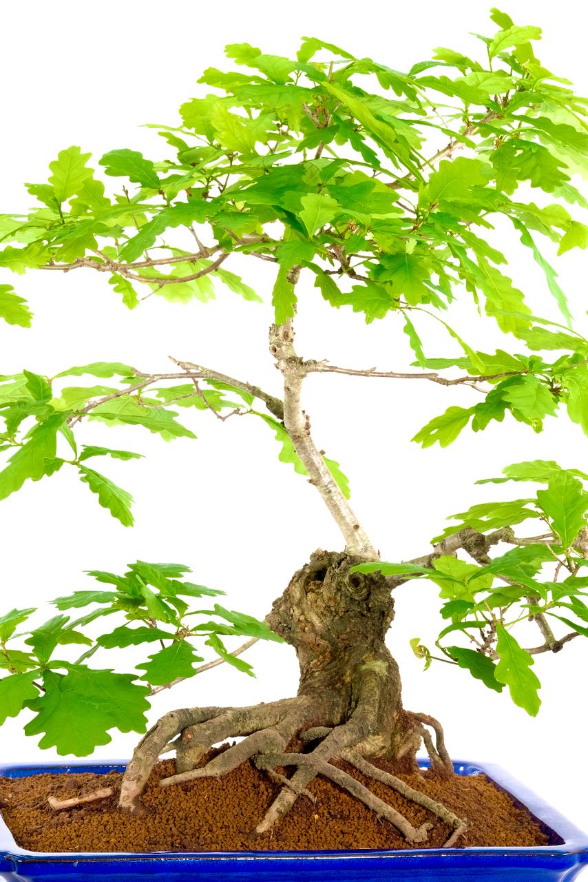 Substantial parkland style Oak bonsai in royal blue pot