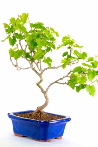 Incredible serpentine Mulberry bonsai with blackberry like fruits
