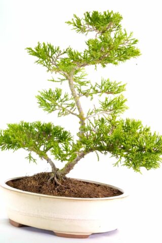 A wonderful evergreen juniper bonsai - sensational design