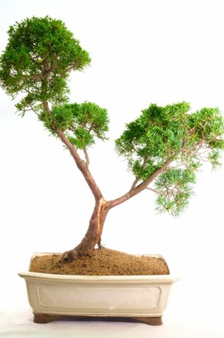 Perfect outdoor bonsai for beginners- a beautiful gift for a loved one