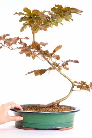 The perfect large and elegant bonsai to grow on and develop