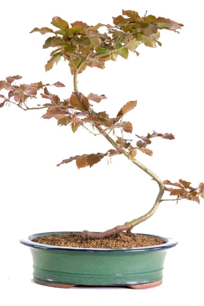 Beautiful Beech outdoor bonsai for sale UK