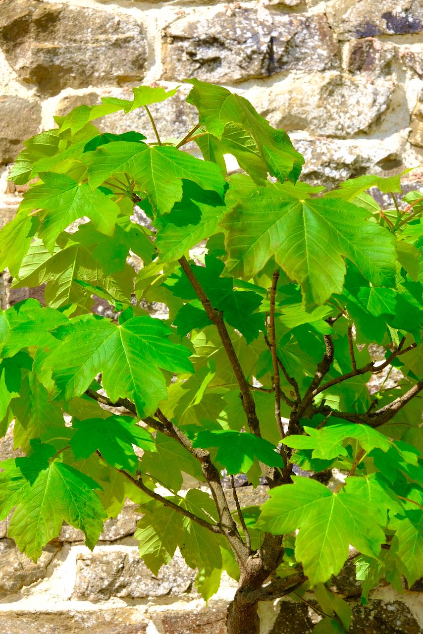 Close up of the Acer leaves
