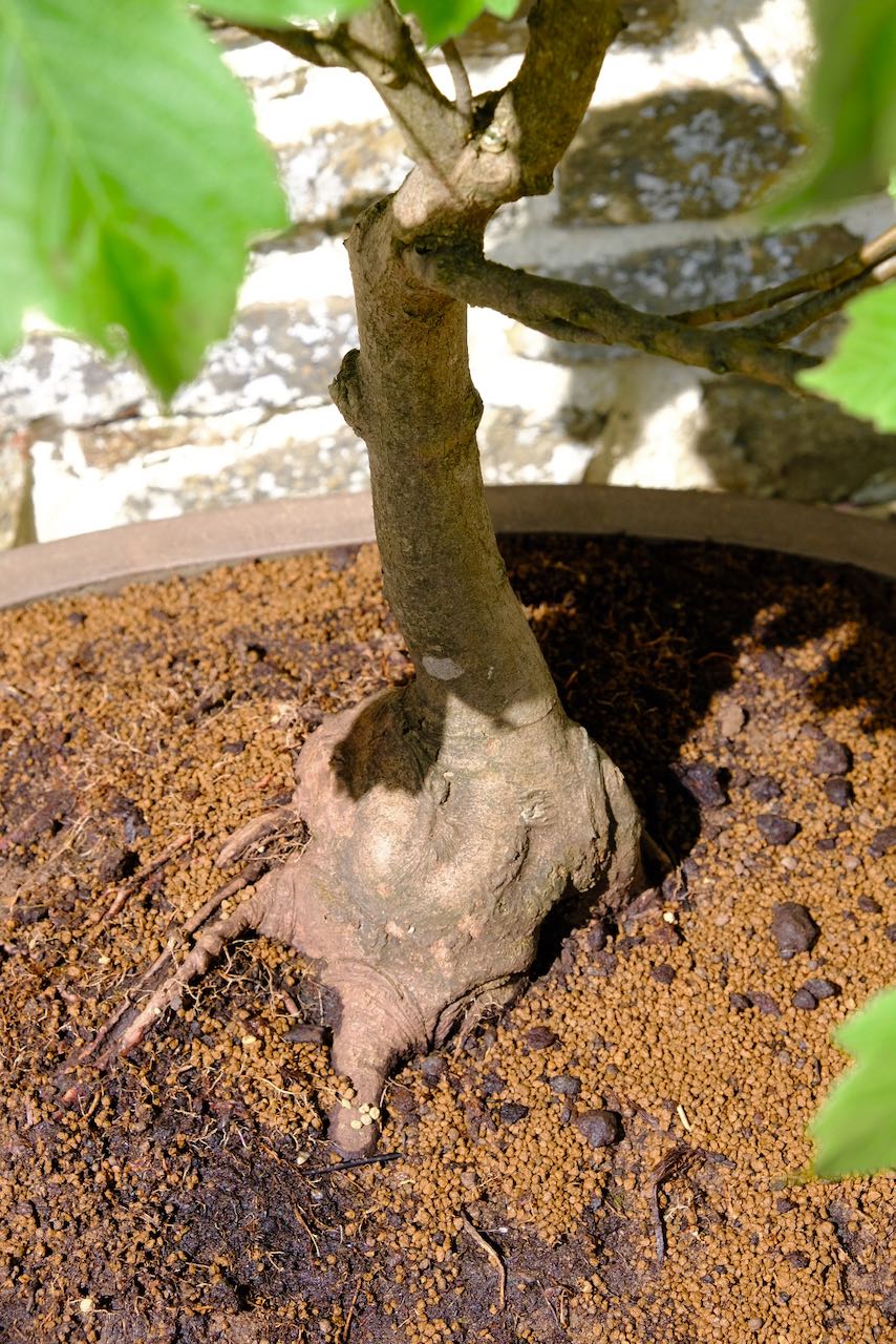 The nebari - root flare is strong and impressive