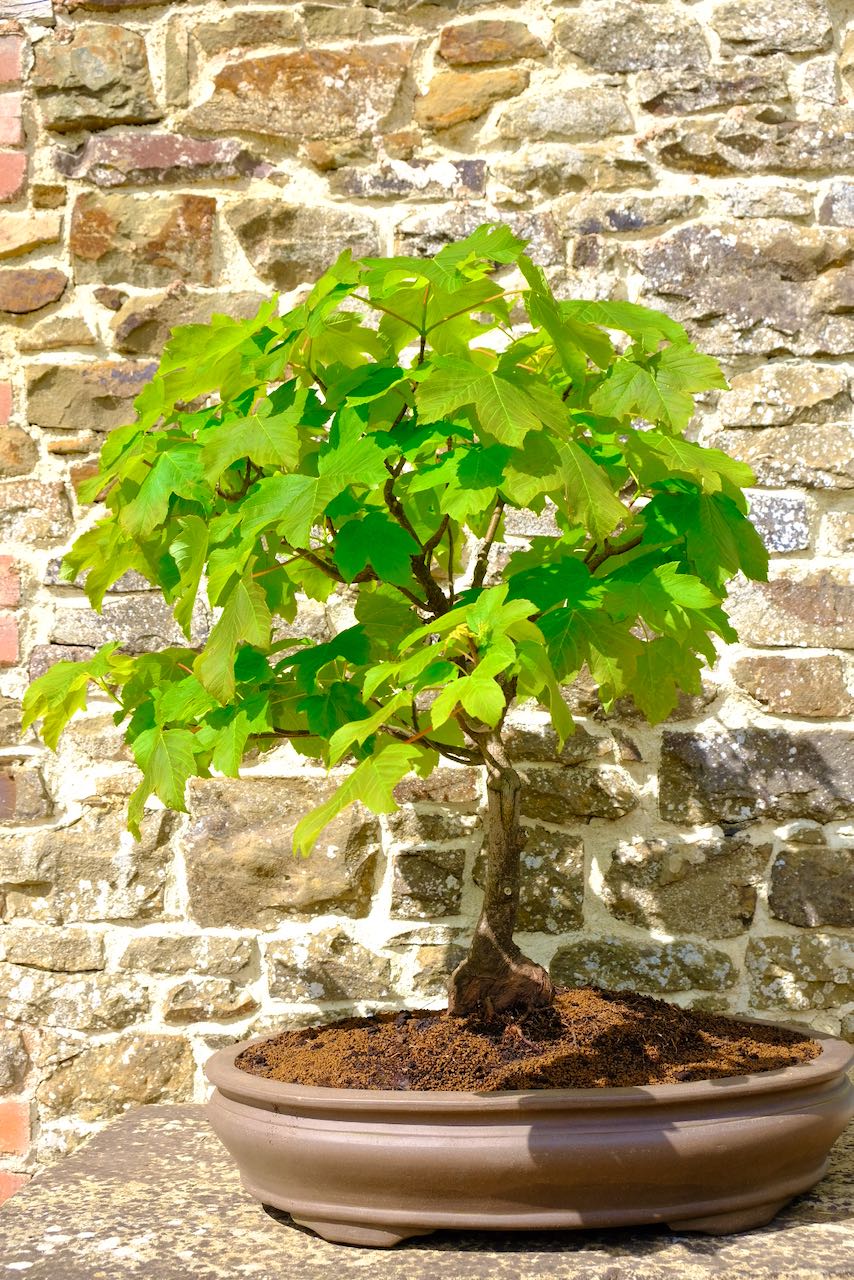 The most sensation and large Sycamore bonsai tree