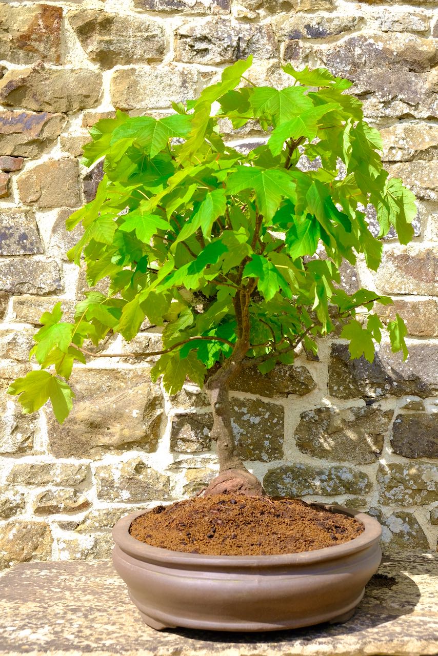 The beautiful cheerful leaves