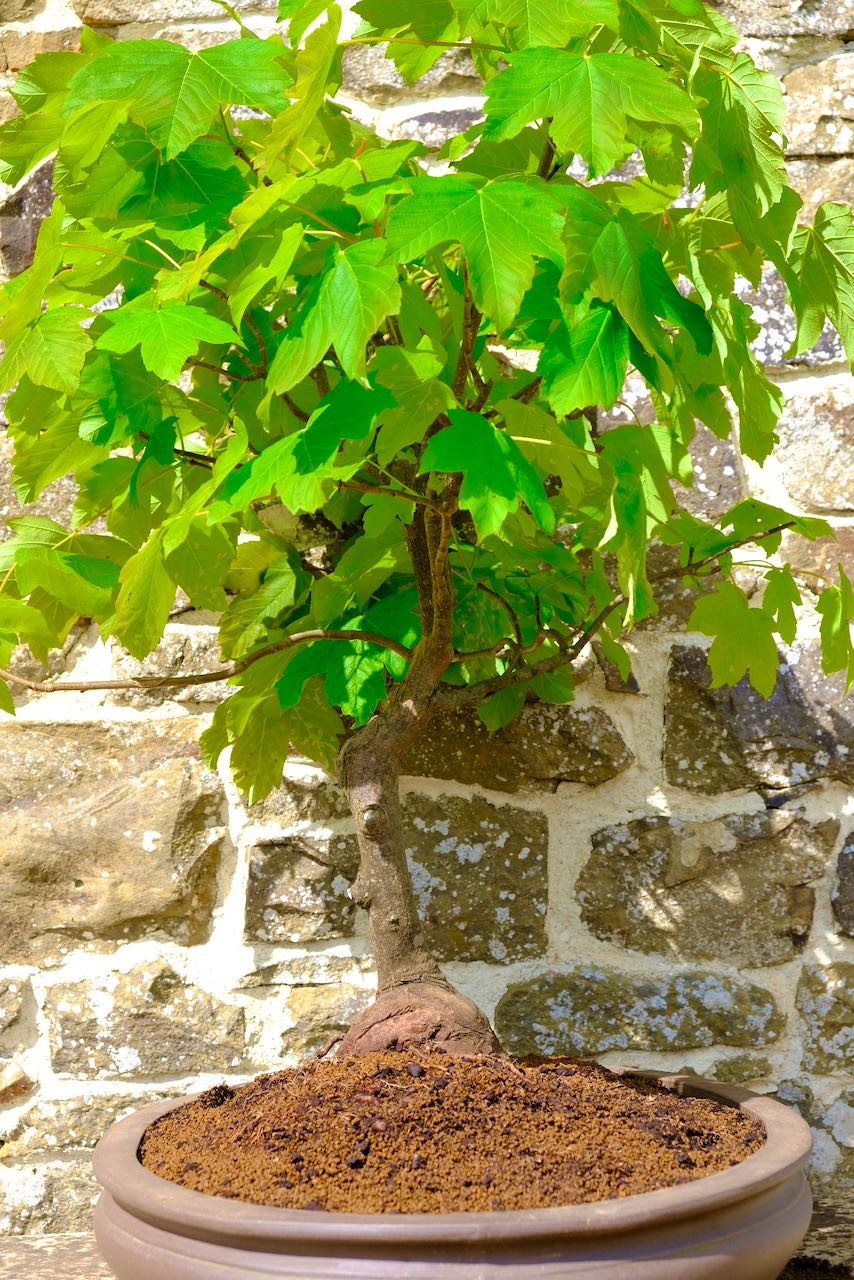 View from the side of the bonsai