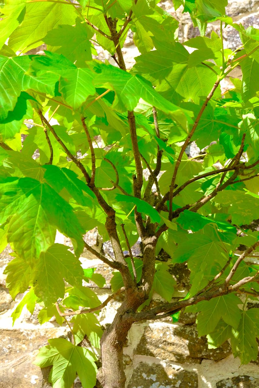 I can imagine having a picnic beneath the amazing canopy