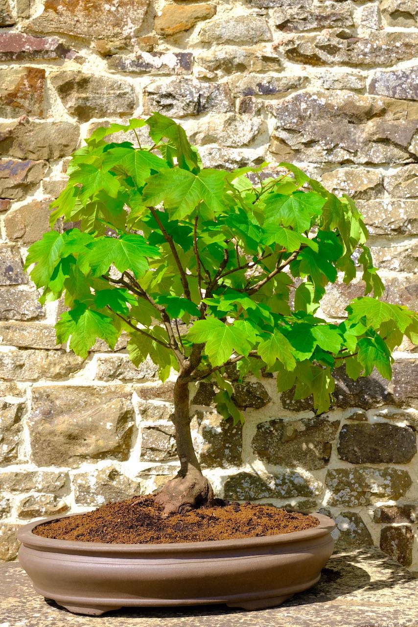 Specimen Hardy Outdoor sycamore tree for sale