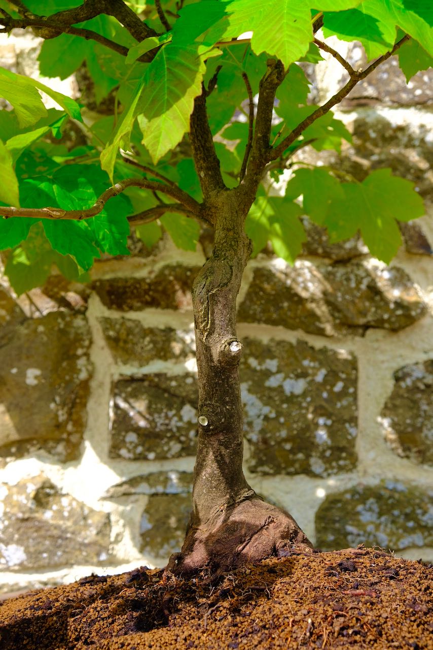 The ramification of the branches is excellent