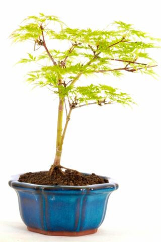 Shohin miniature acer bonsai palmatum dissectum