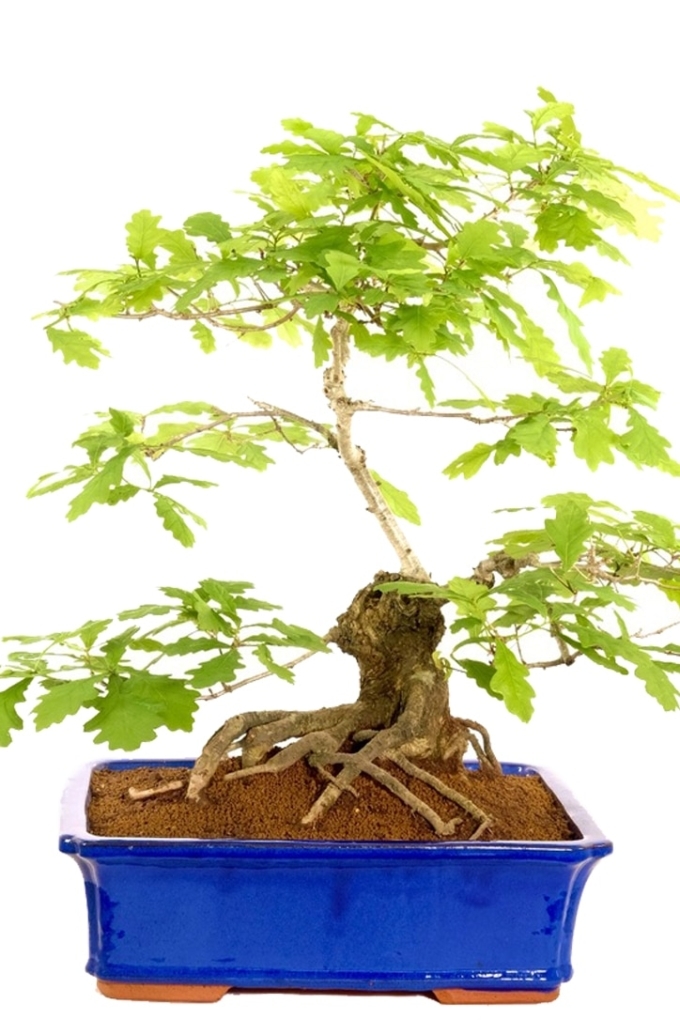 Bonsai Oak Tree English Oak Bonsai Tree for Sale UK
