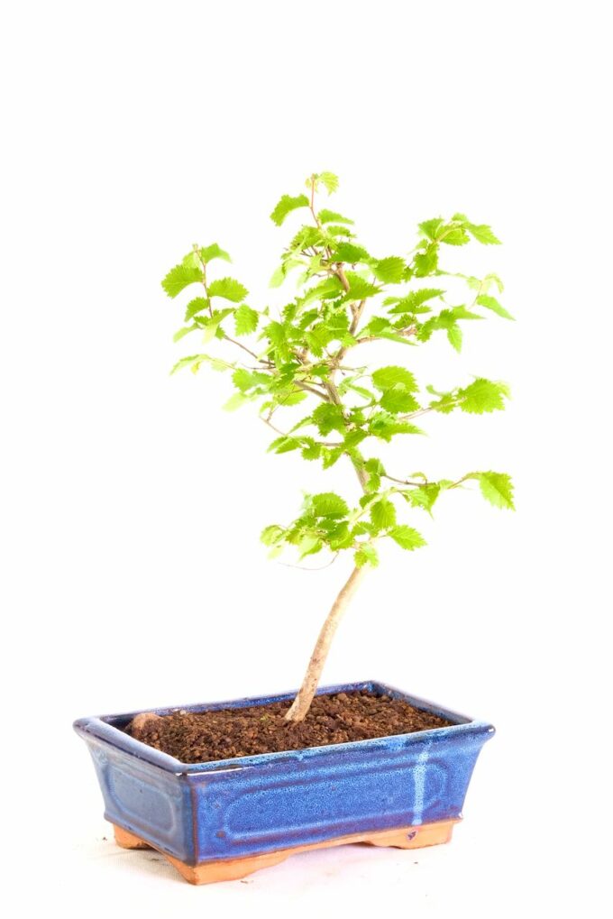 Starter elm bonsai - hardy for outdoors