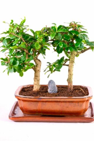 Well balanced bonsai - ideal anniversary gift