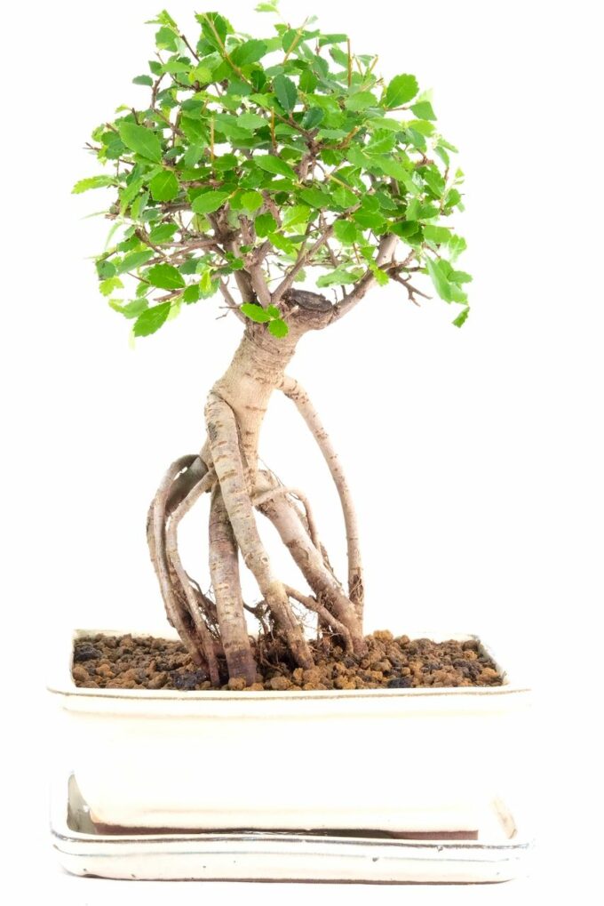 Brilliant Chinese elm with long exposed roots