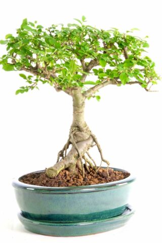 Adorable miniature Chinese elm bonsai- perfect for beginners
