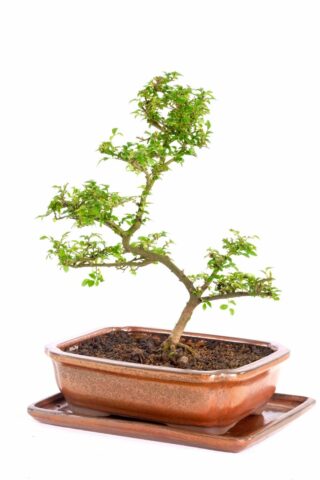 Beautiful Chinese elm bonsai with excellent branch placement