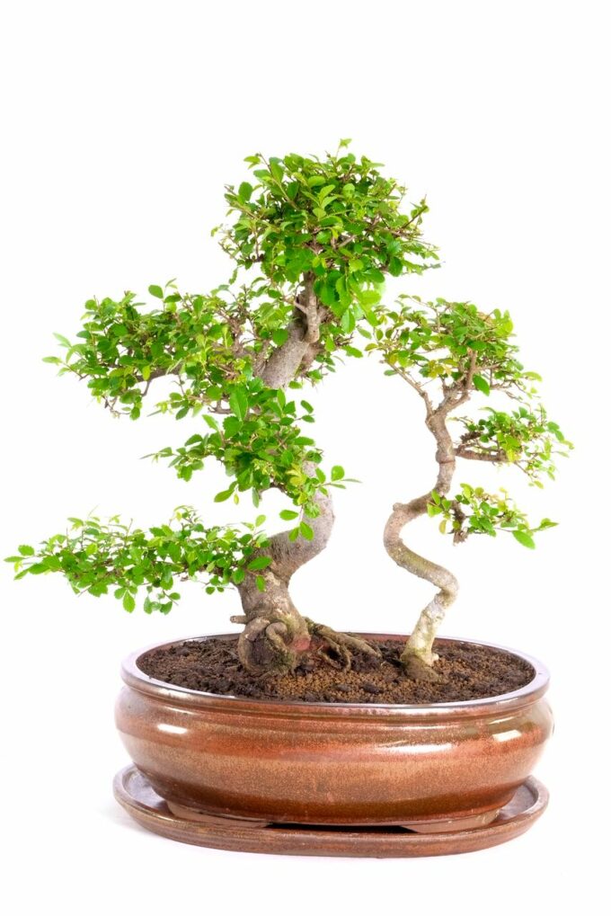 Father and son Chinese elm bonsai in copper pot