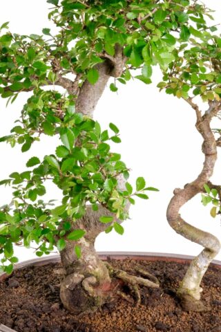 Two beautiful twisty bonsai with brilliant branch placement