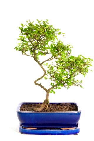 Fabulous twisty bonsai with tall structure
