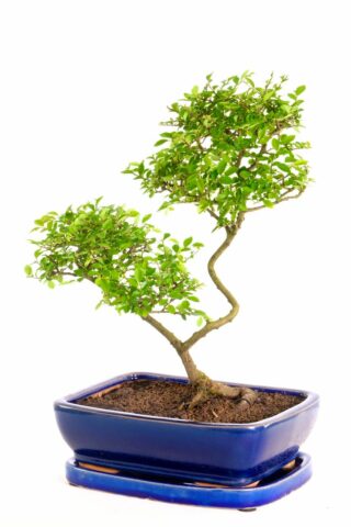 Highly artistic Chinese elm bonsai symbolises inner-strength and wisdom