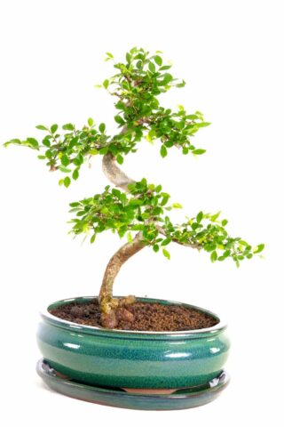Highly refined structure & artistic design on this delightful indoor bonsai
