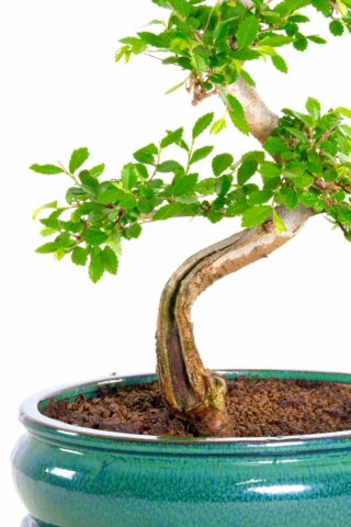 A small bonsai with exemplary character