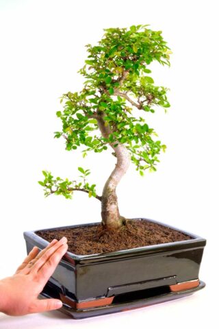 Specimen indoor bonsai for sale - 20 years old