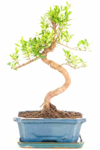 lovely little bonsai with s-shaped trunk