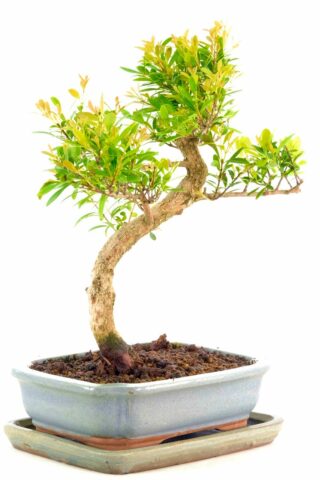 Adorable Roseapple bonsai in grey ceramic pot