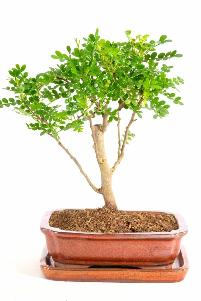 Woodland-style Aromatic Pepper bonsai for sale UK