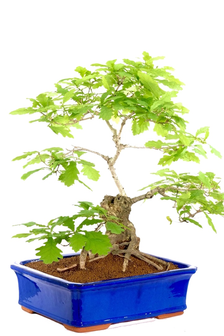 Character hollowed trunk on his English oak