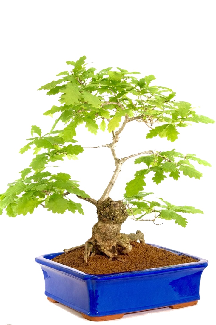 An extremely impressive English oak Bonsai in the Royal blue pot