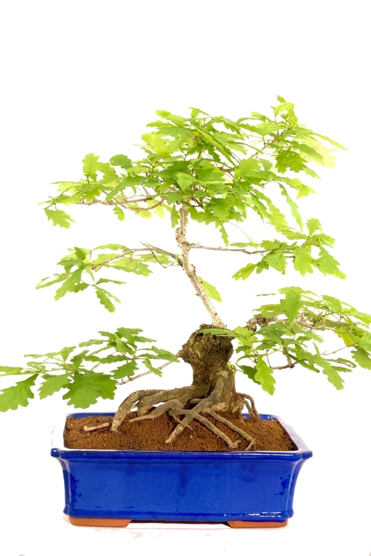 Free delivery to Glasgow Edinburgh London and Bristol