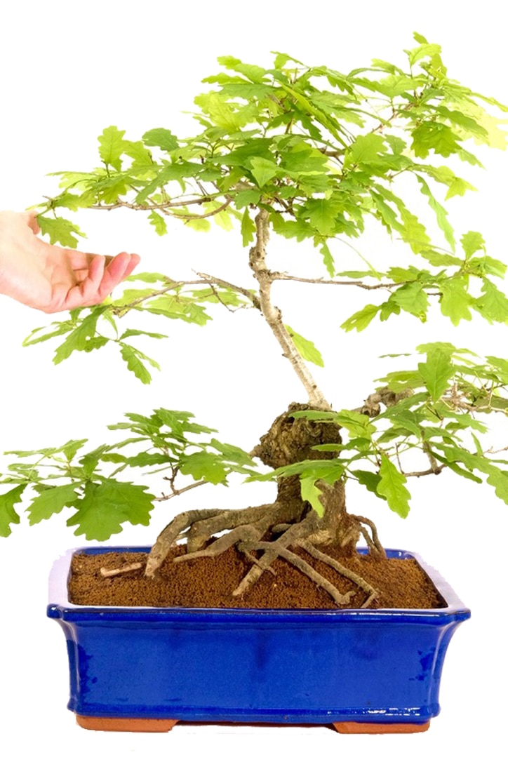 Sensational details throughout the design of the tree