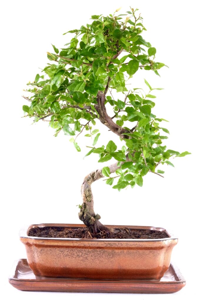 Artistic Chinese sweet plum bonsai in copper ceramic pot