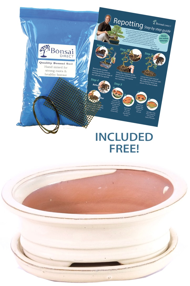 19cm (7 inch) IvoryCream Oval Ceramic Bonsai Pot & Tray