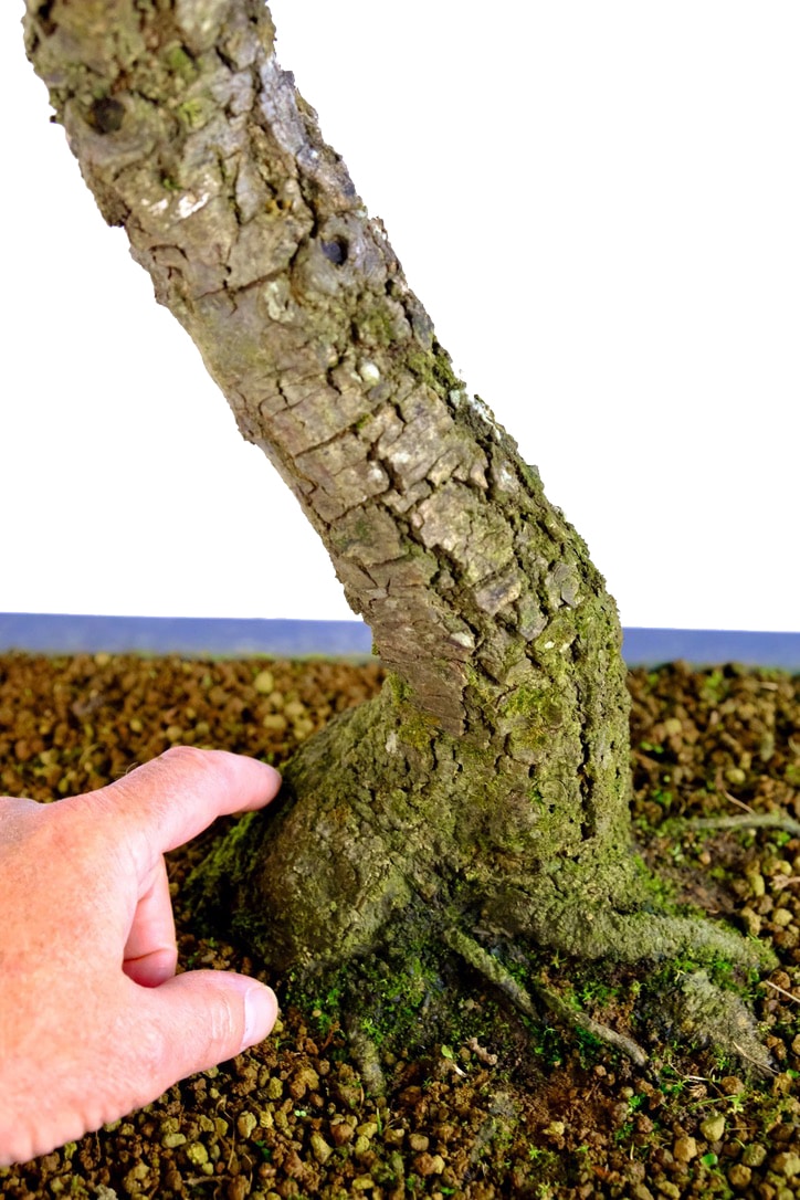 Exceptionally styled exposed roots