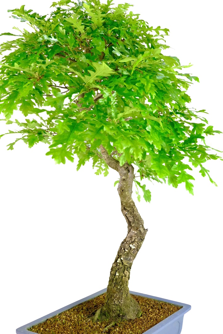 Lovely foliage shape