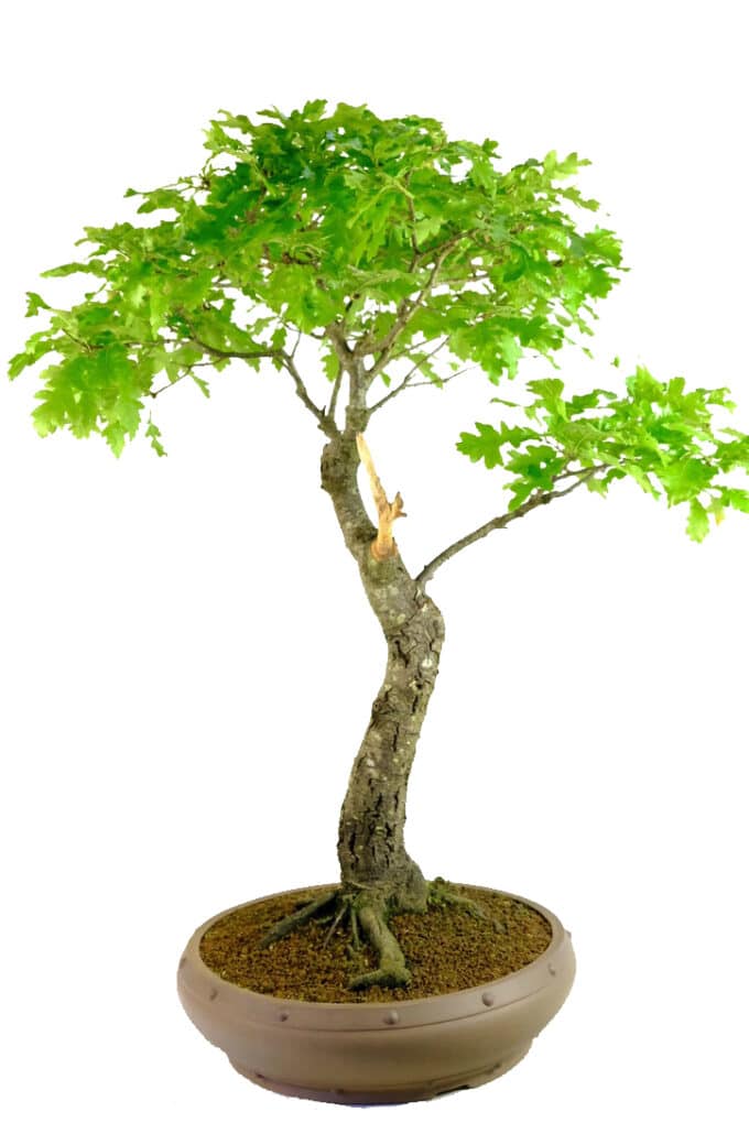 wondrous huge Turkey Oak bonsai for sale