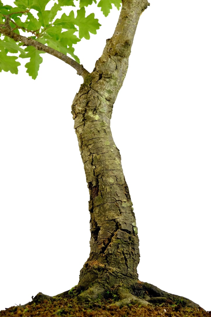 Tall and powerful trunk flow