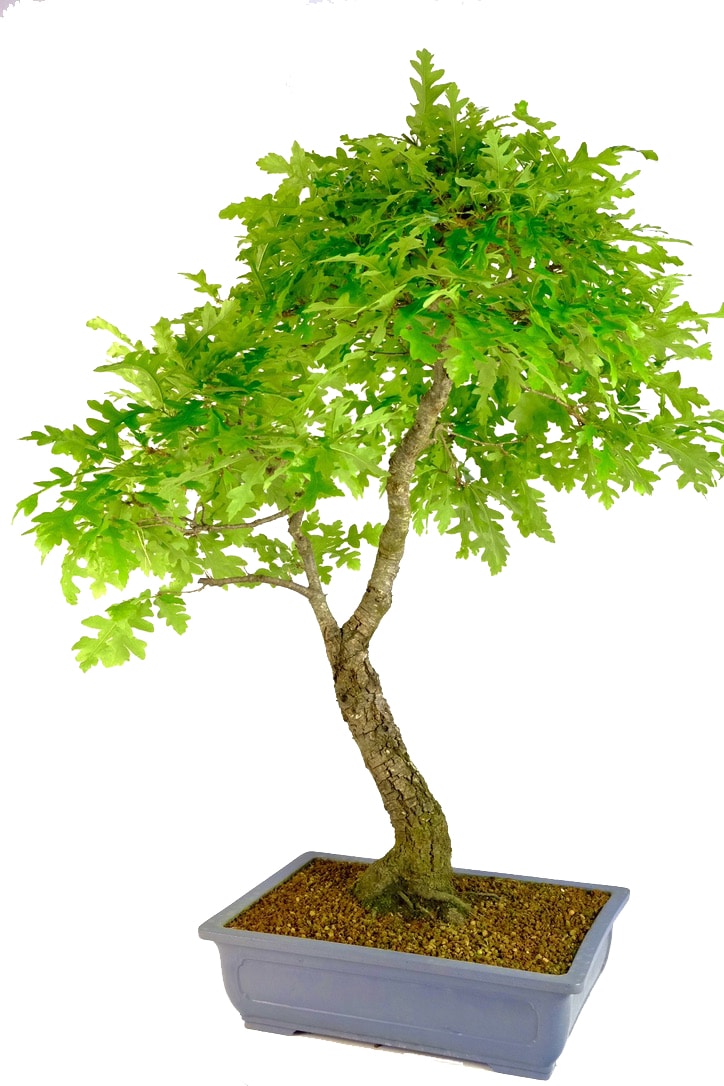 This tree has an impressive stature