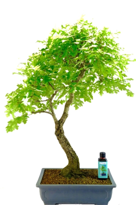 Massive Turkey Oak outdoor bonsai for sale UK