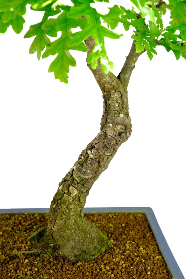 Phenomenal trunk detail