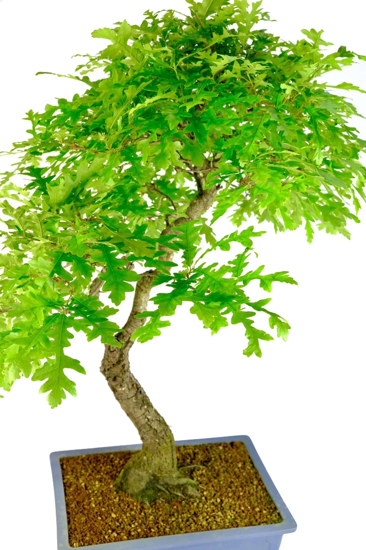 Fresh green foliage with distinctive leaves