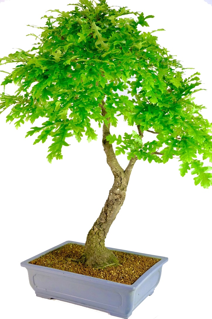 Free next working day delivery