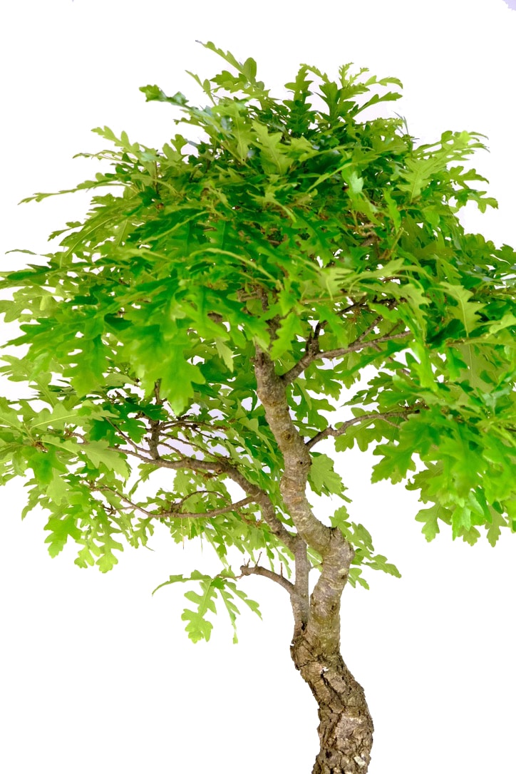 Excellent branch placement creates a captivating canopy